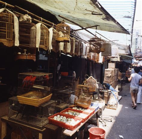 養雀仔|雀仔街 – 香港養鳥文化、鳥籠工藝、歴史、相關資源